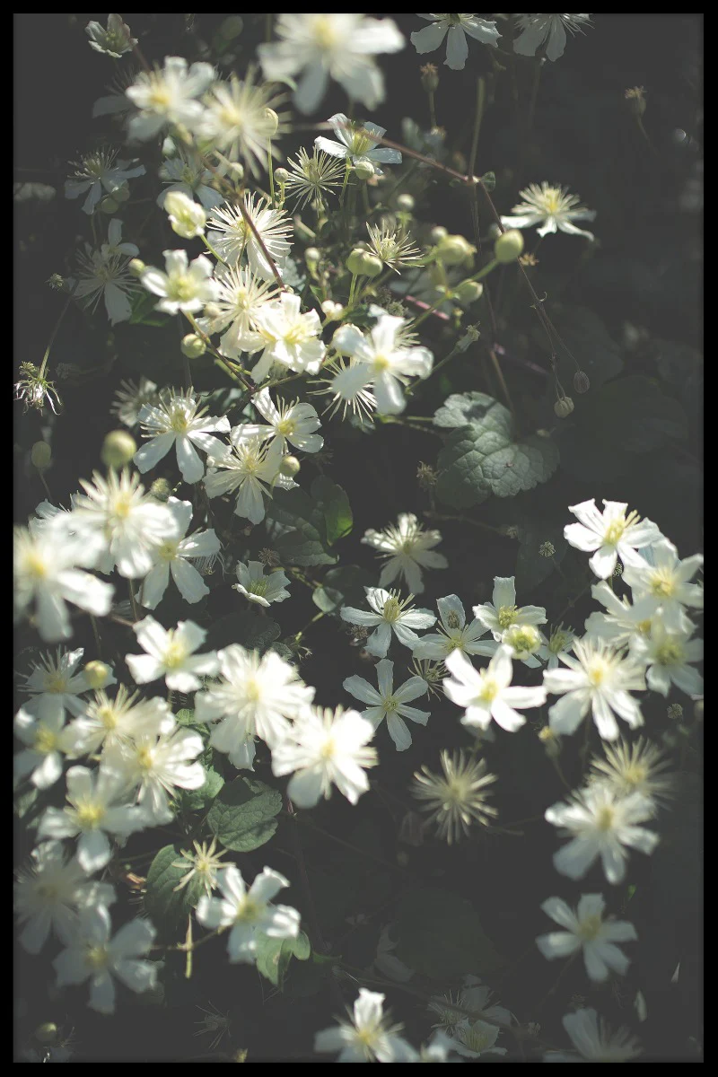 Stockholm Flower juliste