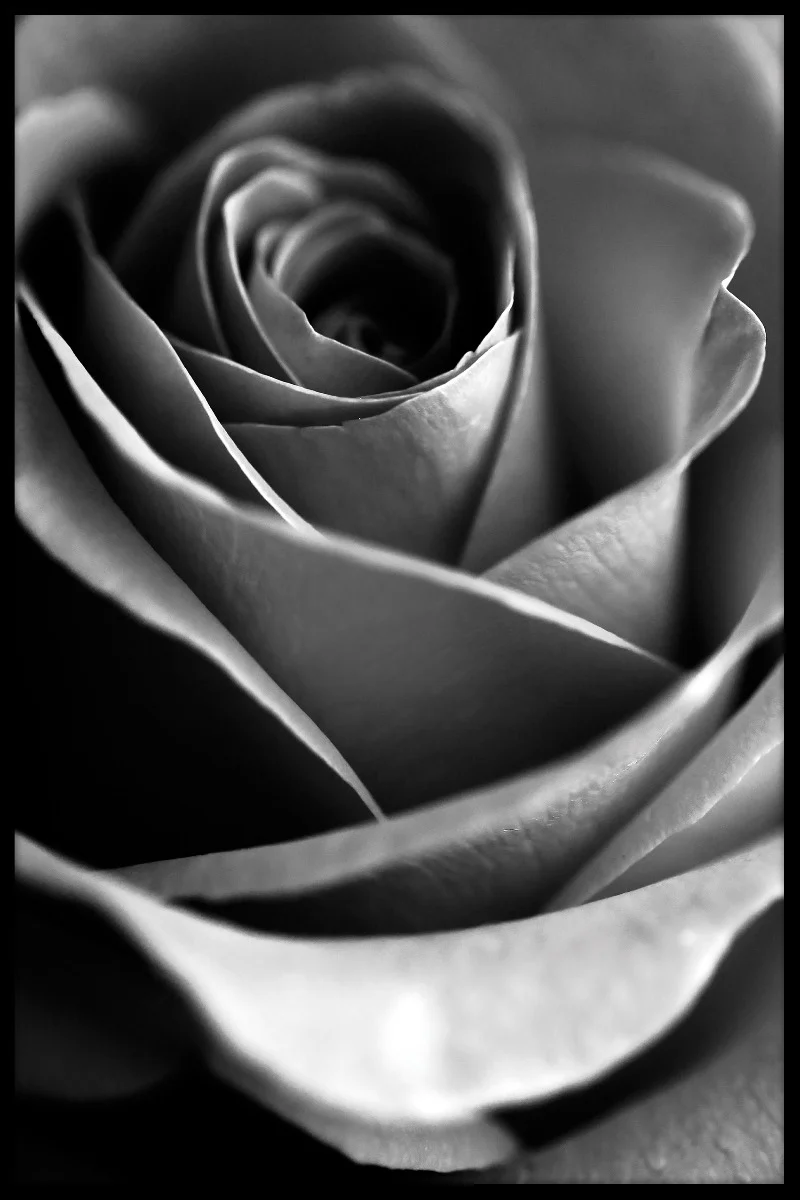 Macro Flower juliste