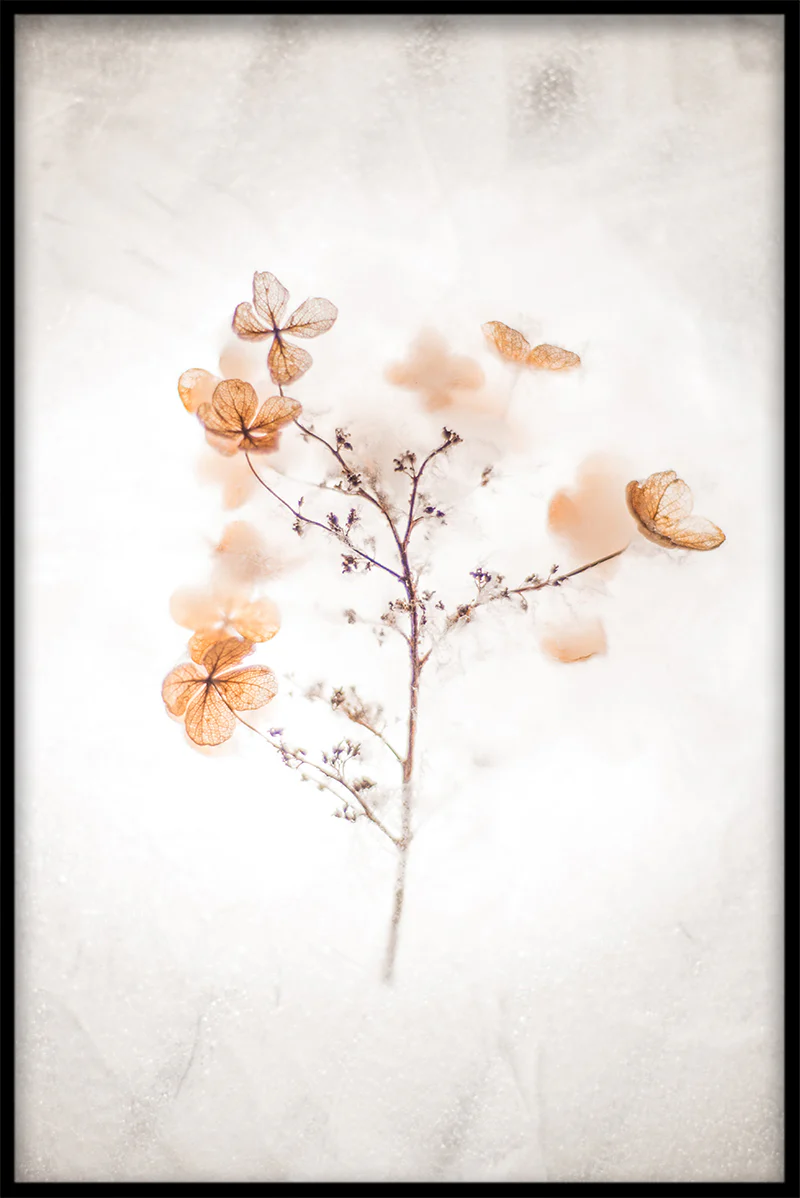 Plants & Flowers N01 juliste