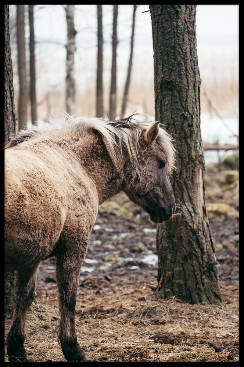 Wild Horse juliste