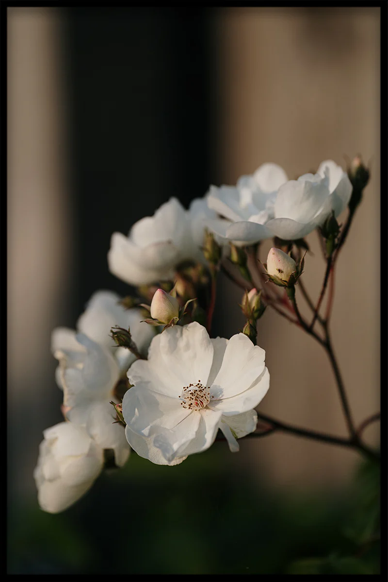 Light & Vintage N01 juliste