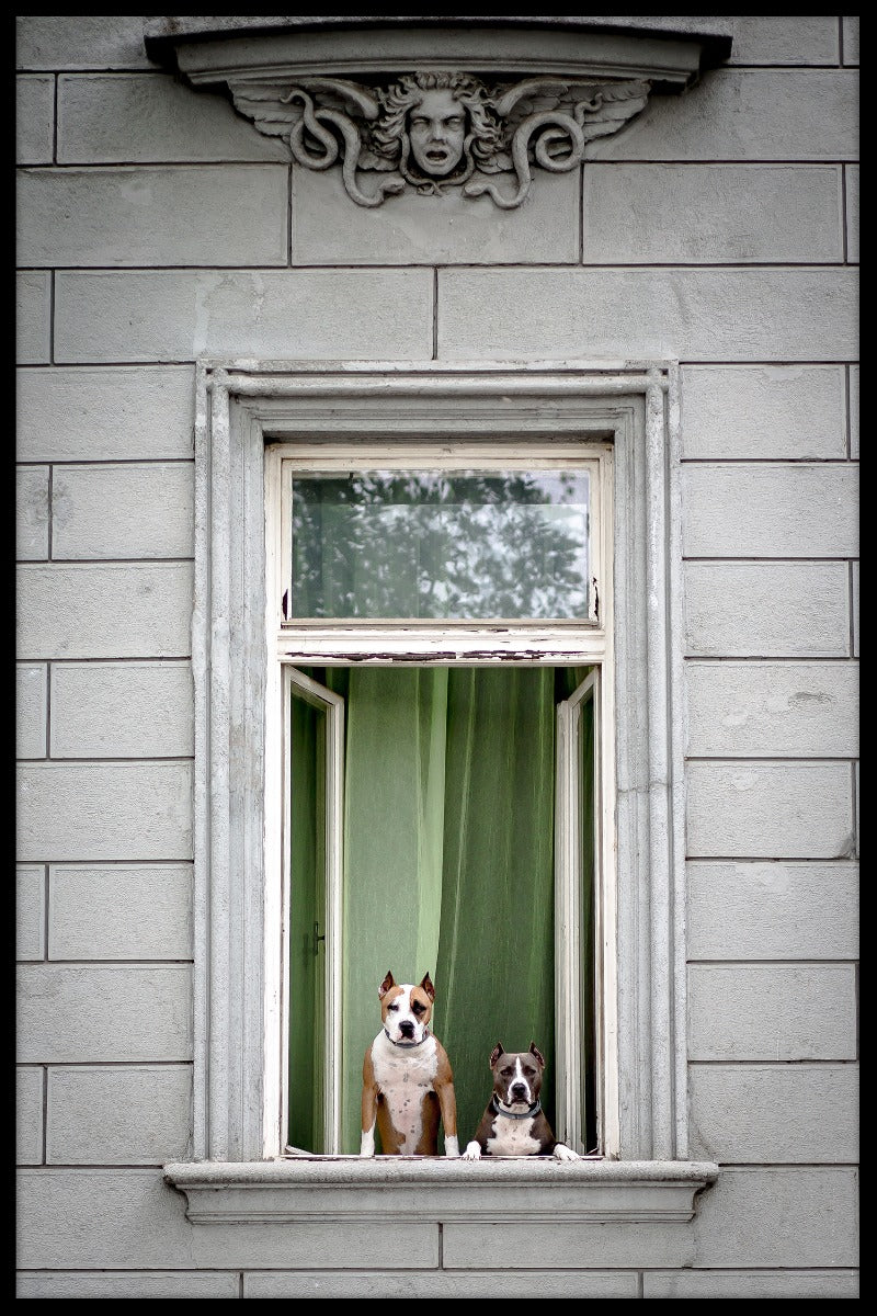 Window Dogs juliste