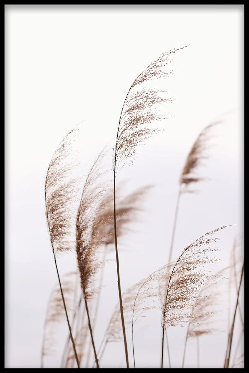 Reeds N02 juliste-pp