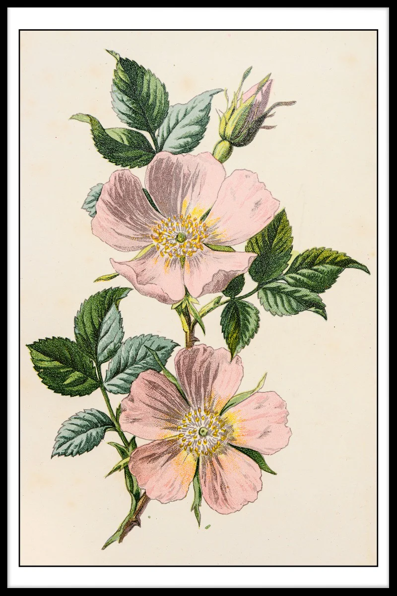 Rosa Canina Illustration juliste