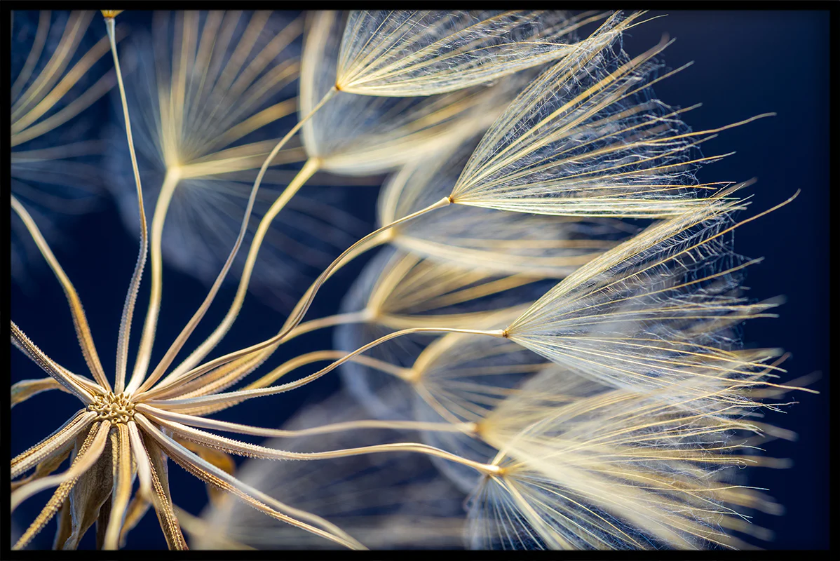 Nordic Summer N02 juliste