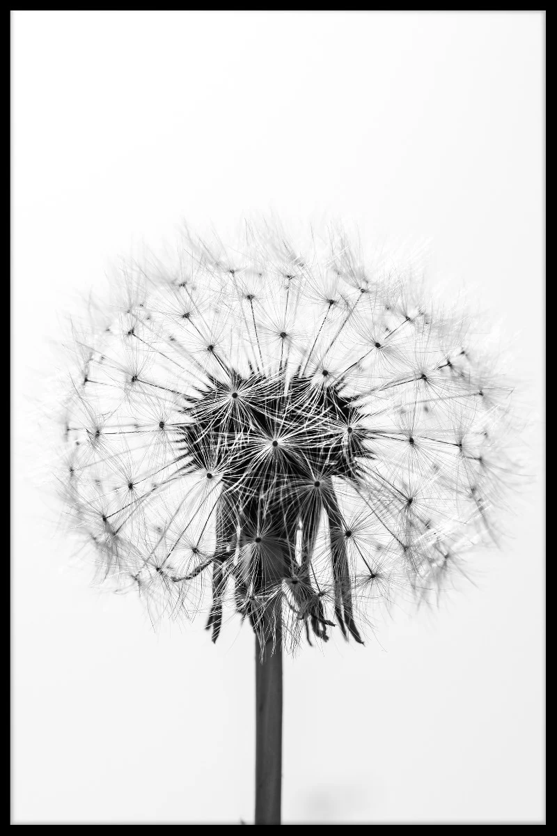 Black & White Dandelion juliste