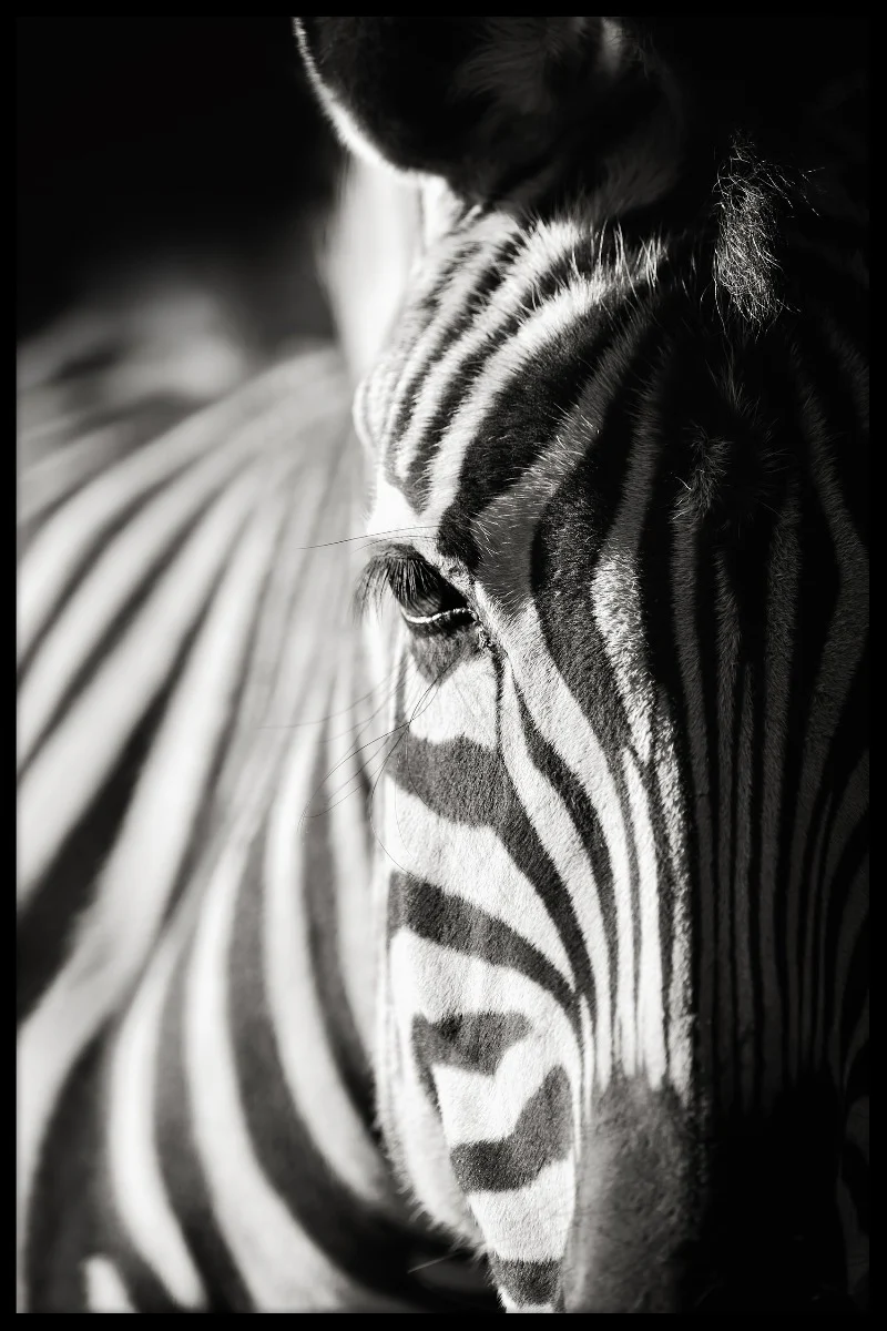 Zebra Portrait Nature juliste
