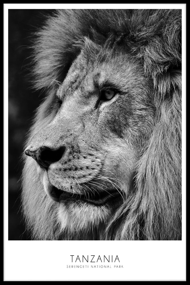 Serengeti Lion Tanzania juliste