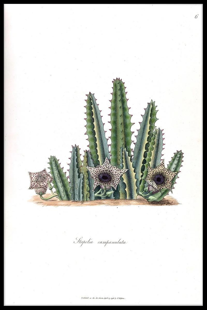 Cactus Illustration N02 juliste