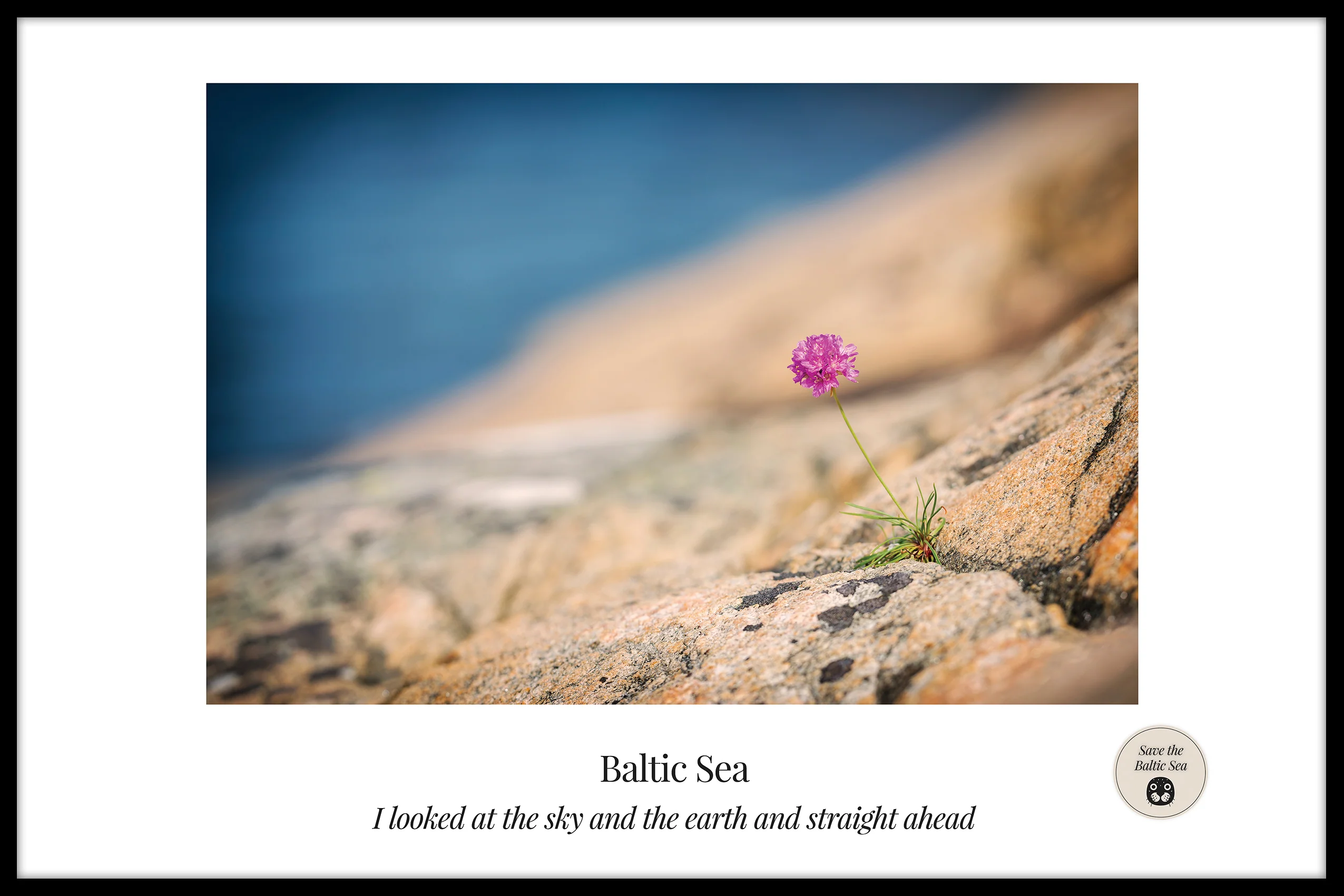 Flower by the Baltic Sea juliste
