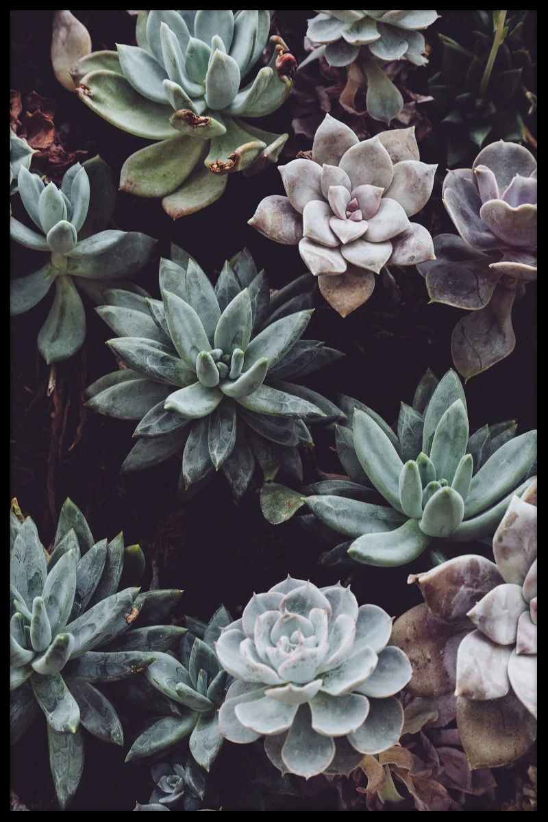 Botanical Flowers juliste