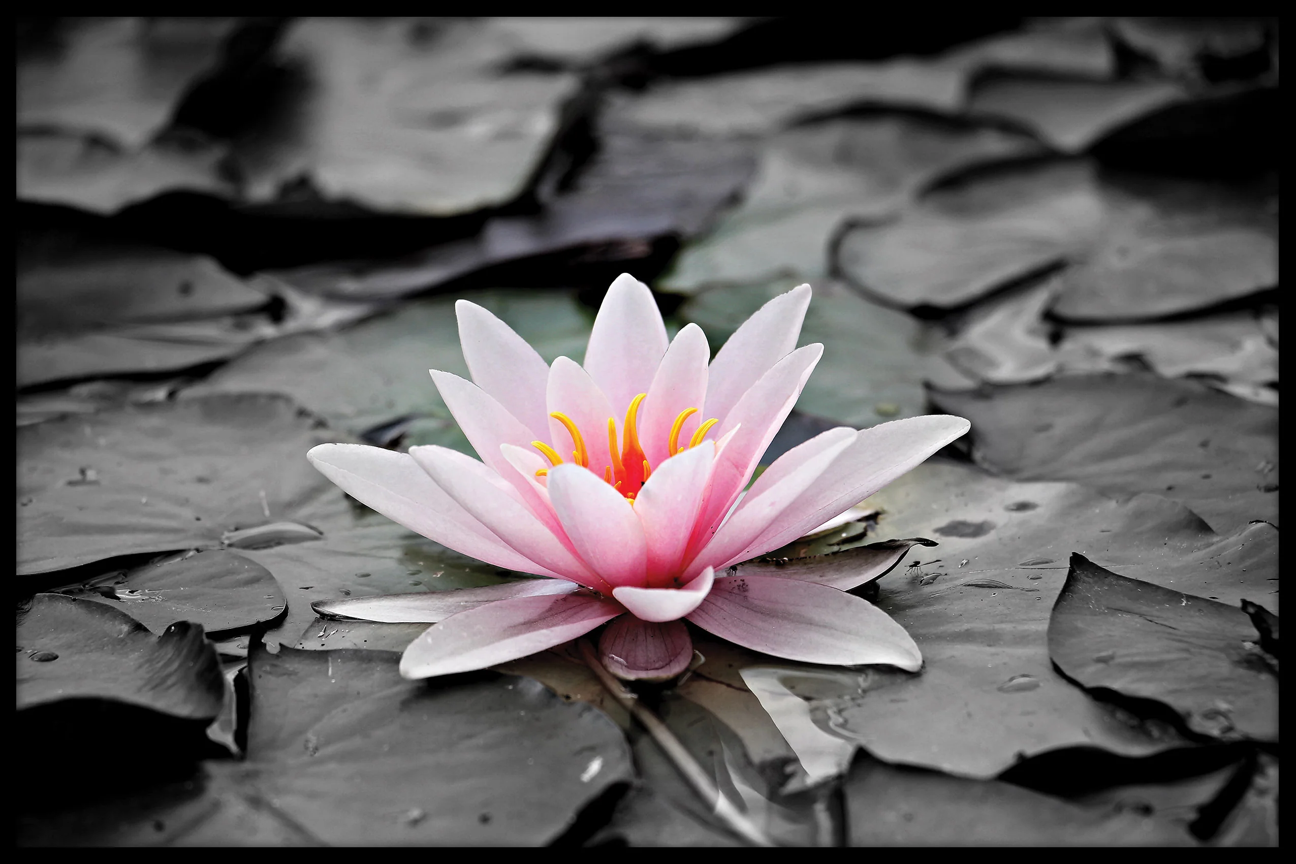 Flower on the Pond juliste