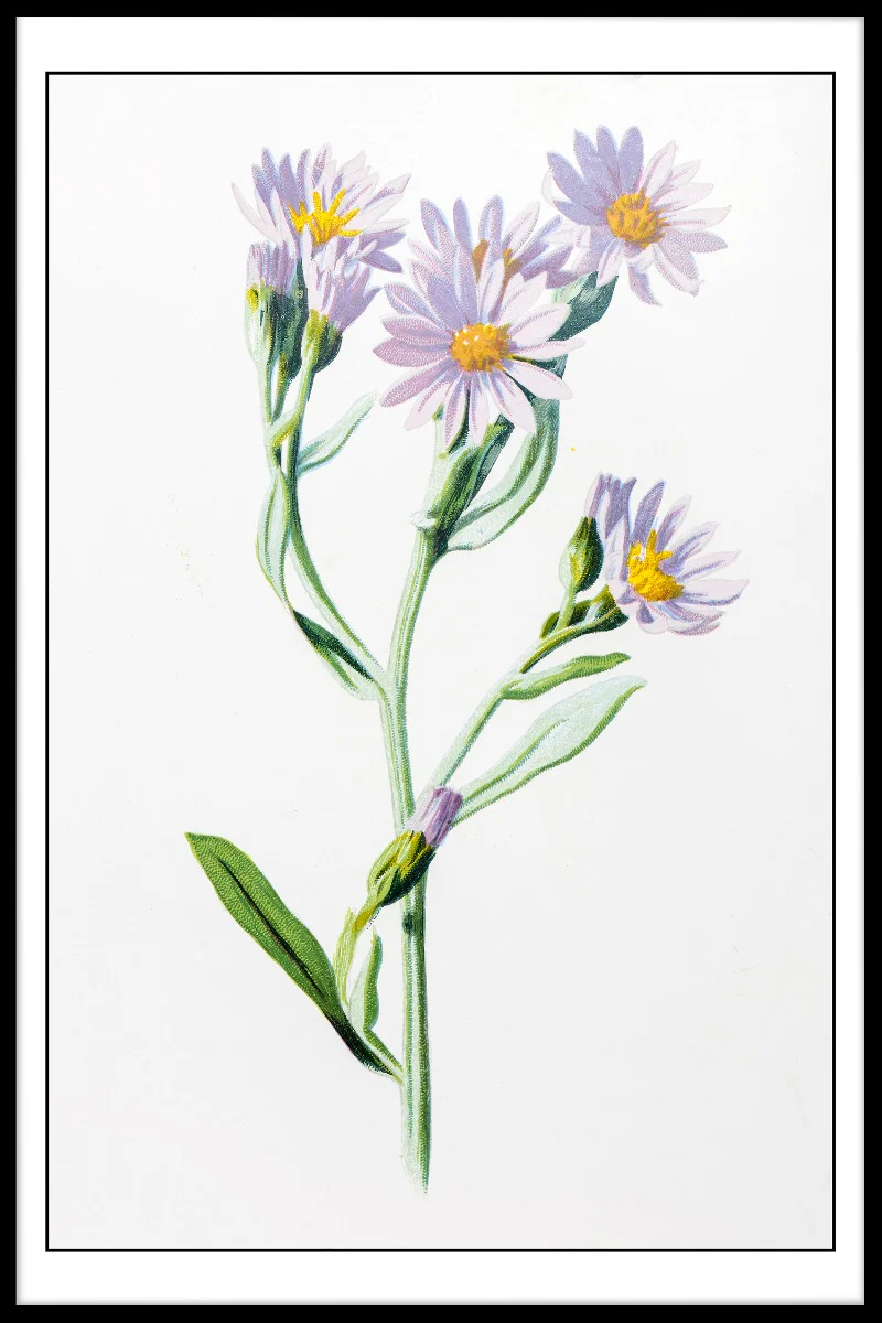 Starwort Illustration juliste