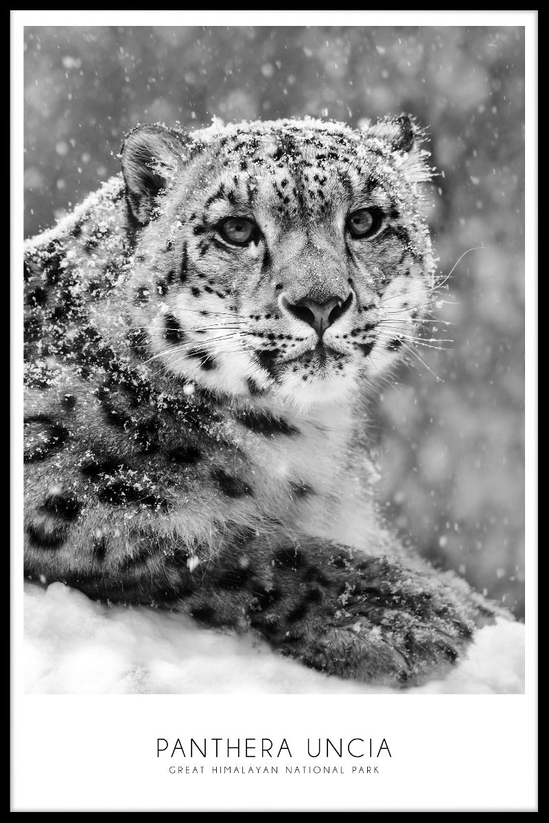 Snow Leopard juliste