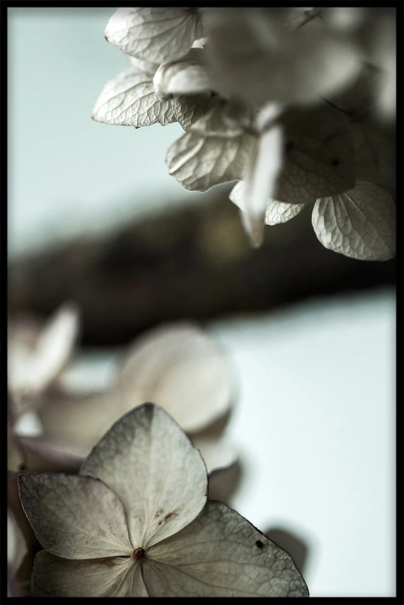 Vintage Flower N03 juliste