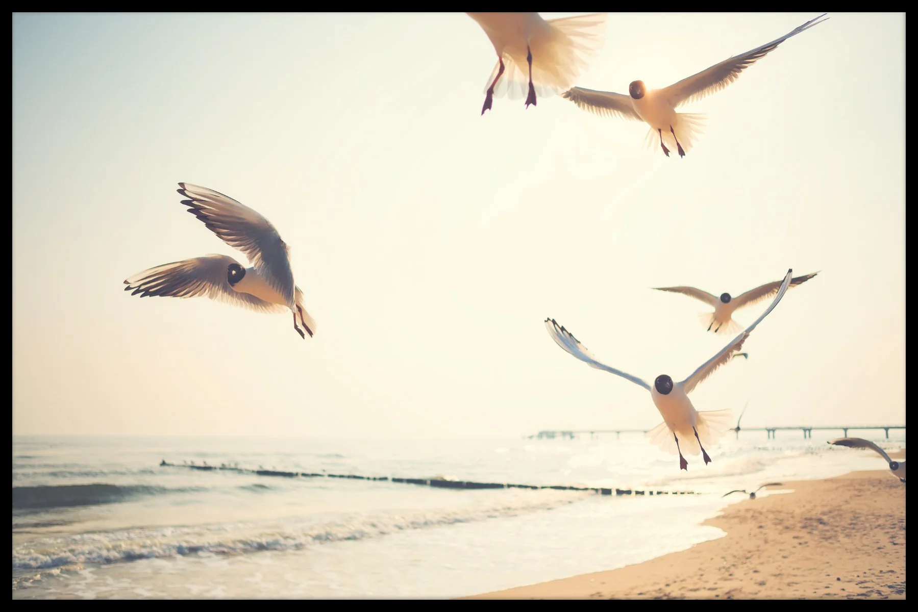 Seagulls by the Beach juliste