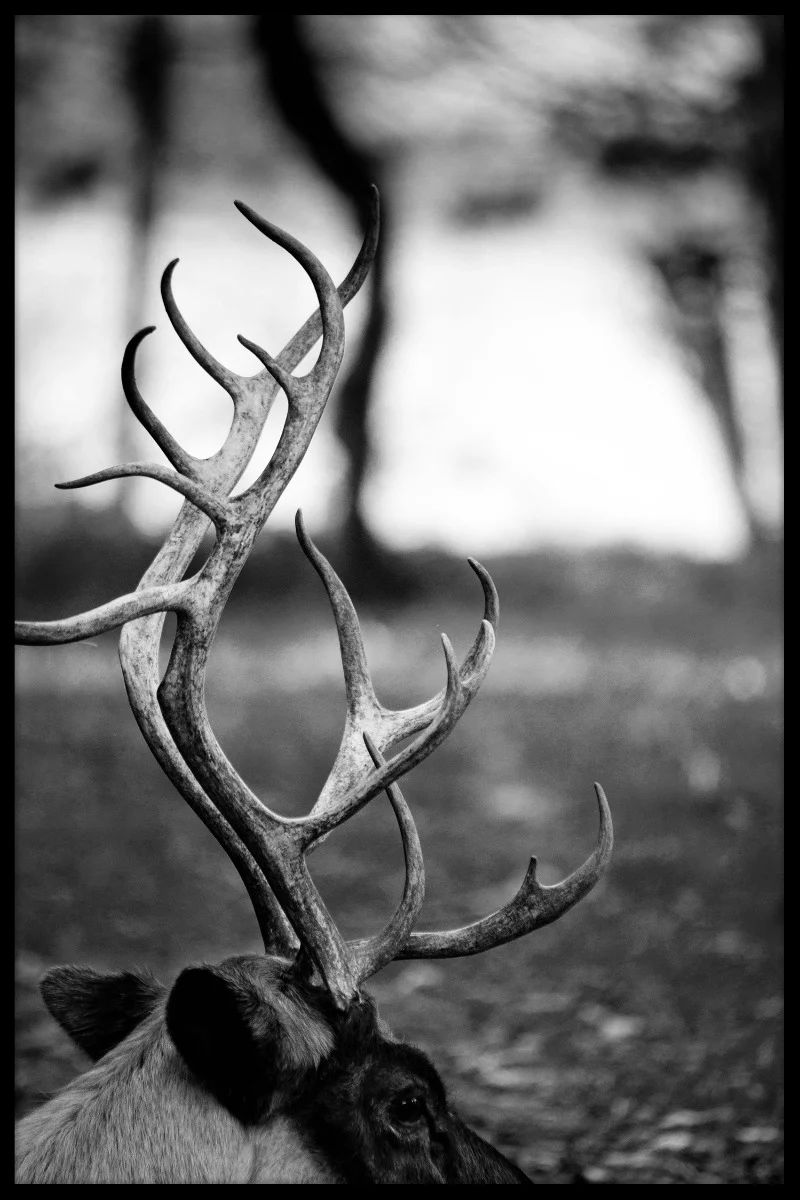 Reindeer Close Up juliste-pp