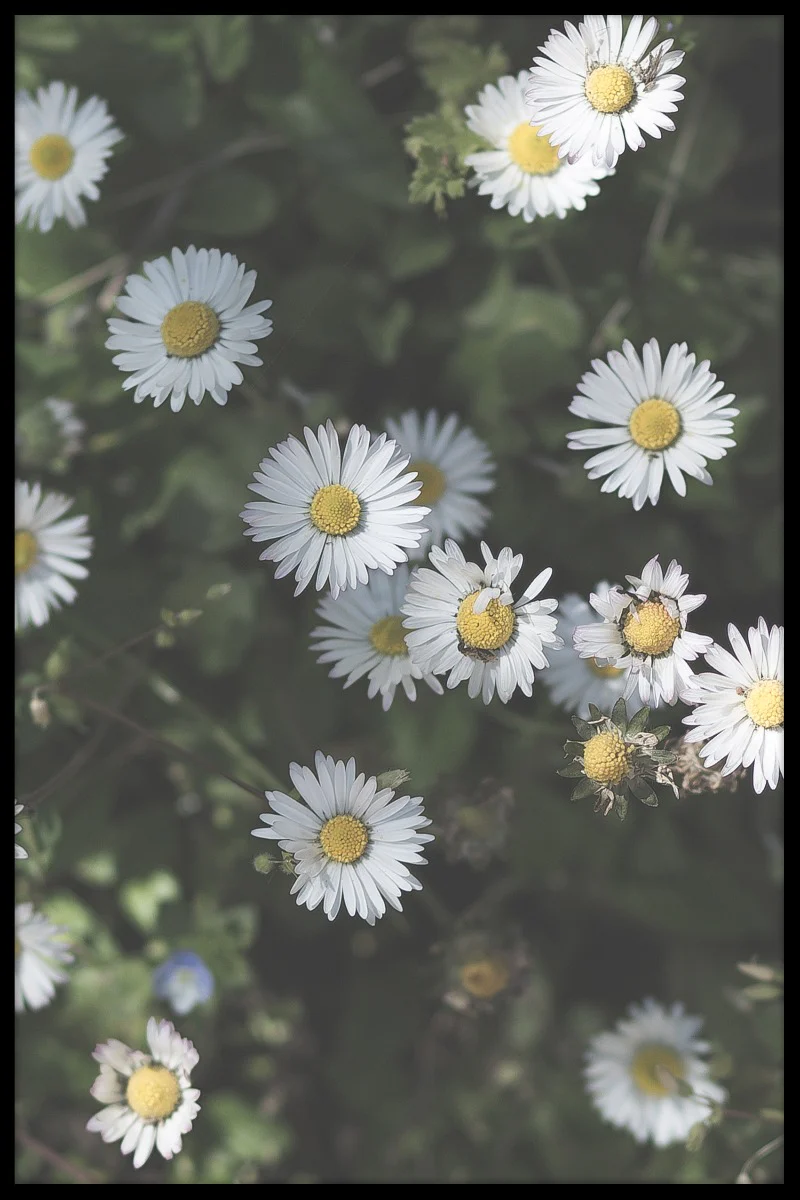 Croatia Flower juliste