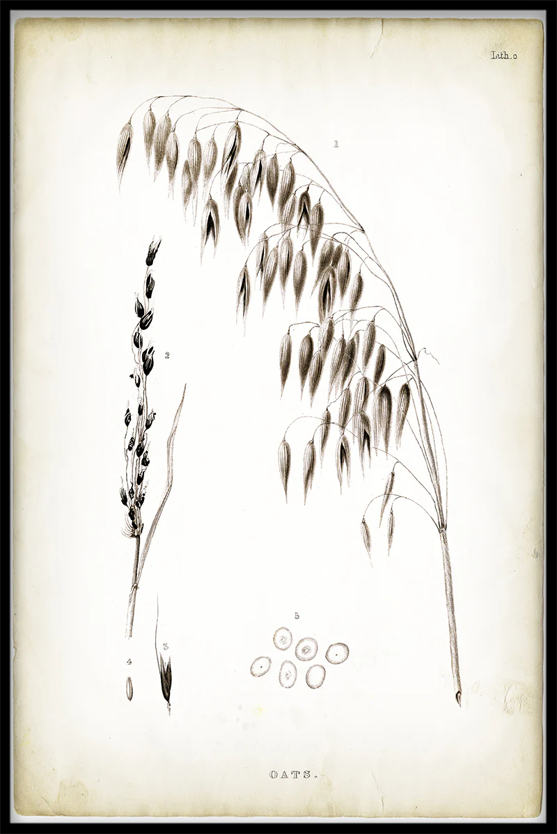 Plants & Flowers N02 juliste