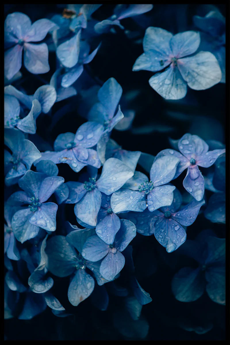 Flowermania N01 juliste