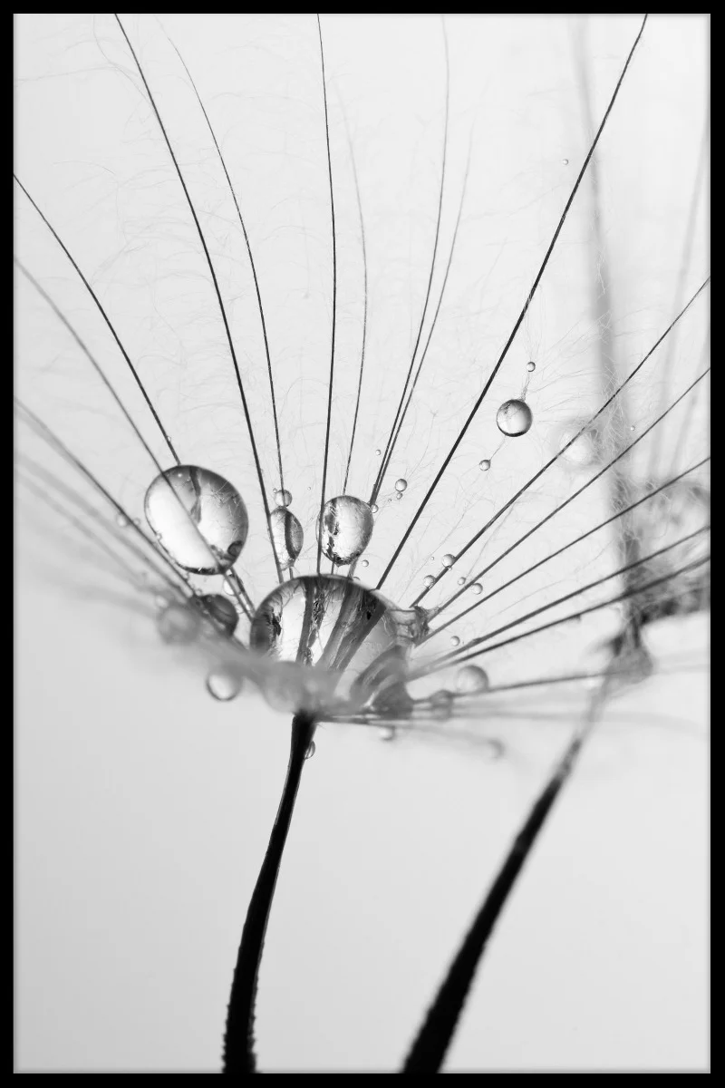 Dandelion With Water juliste
