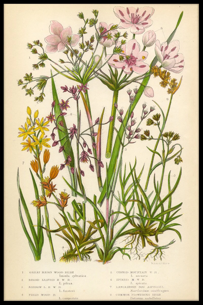 Vintage Flower juliste