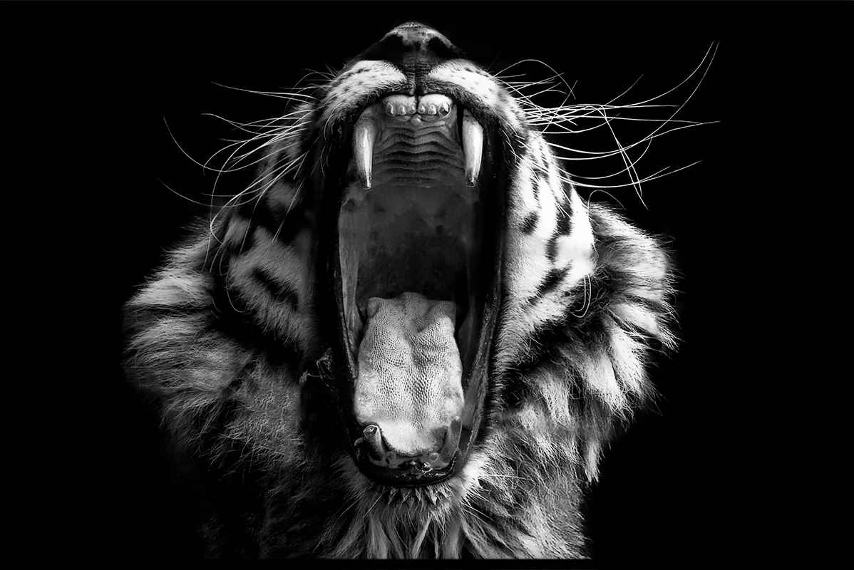 Animals Black & White N02 juliste