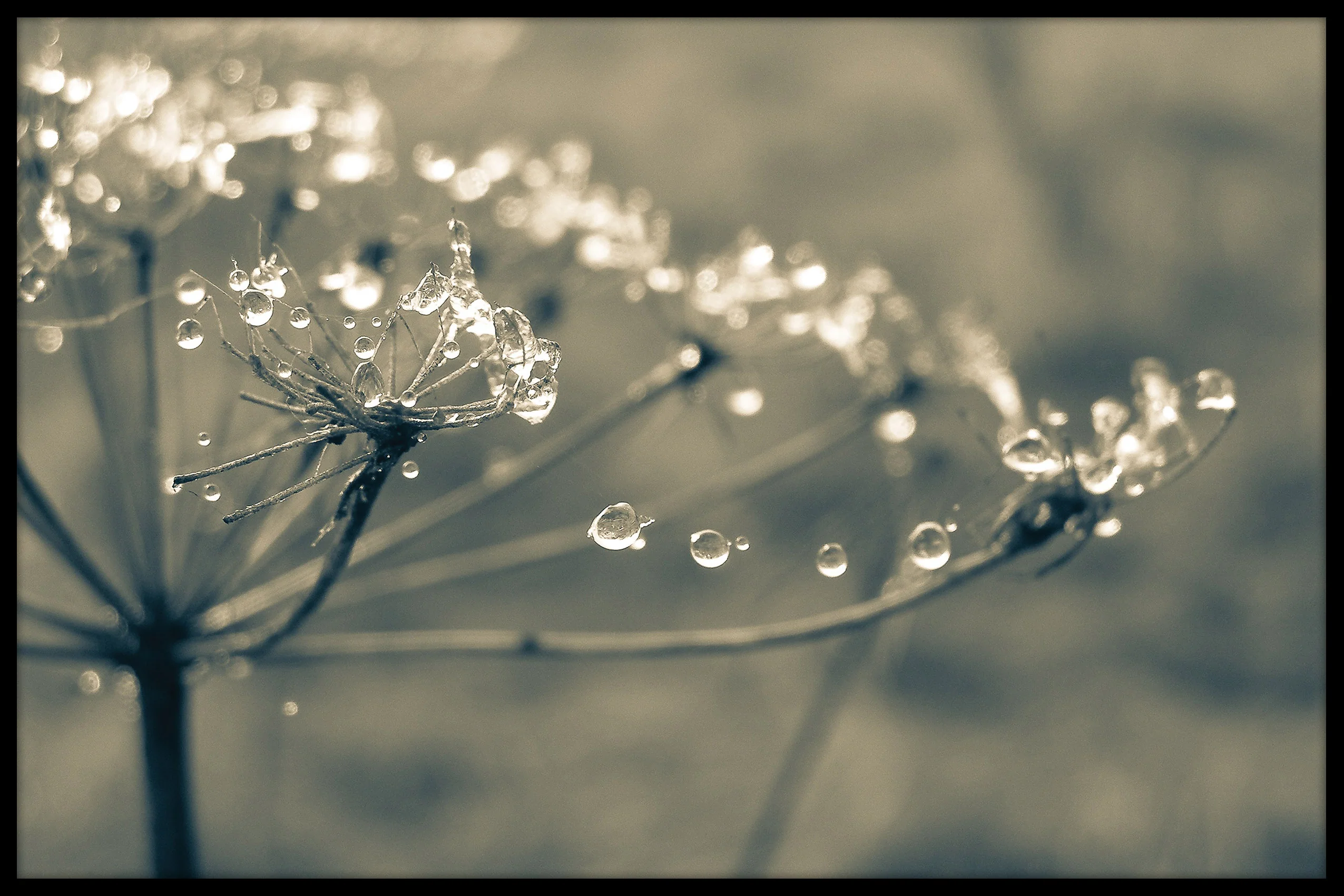 Botanical Waterdrops juliste
