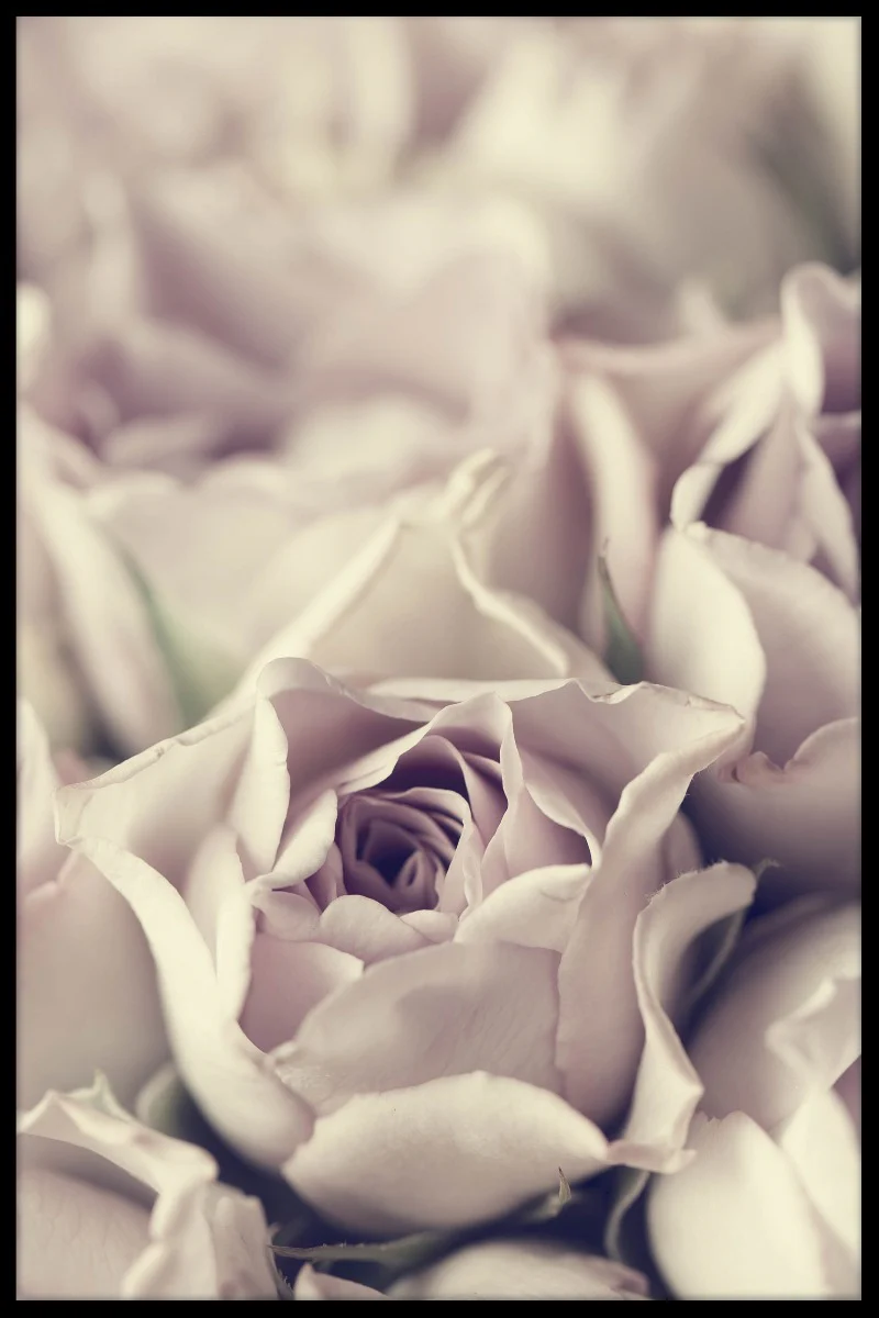 Vintage Pastel Rose juliste