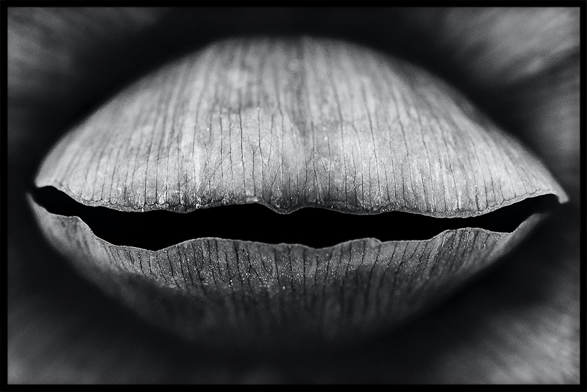 Abstract Black & White N02 juliste