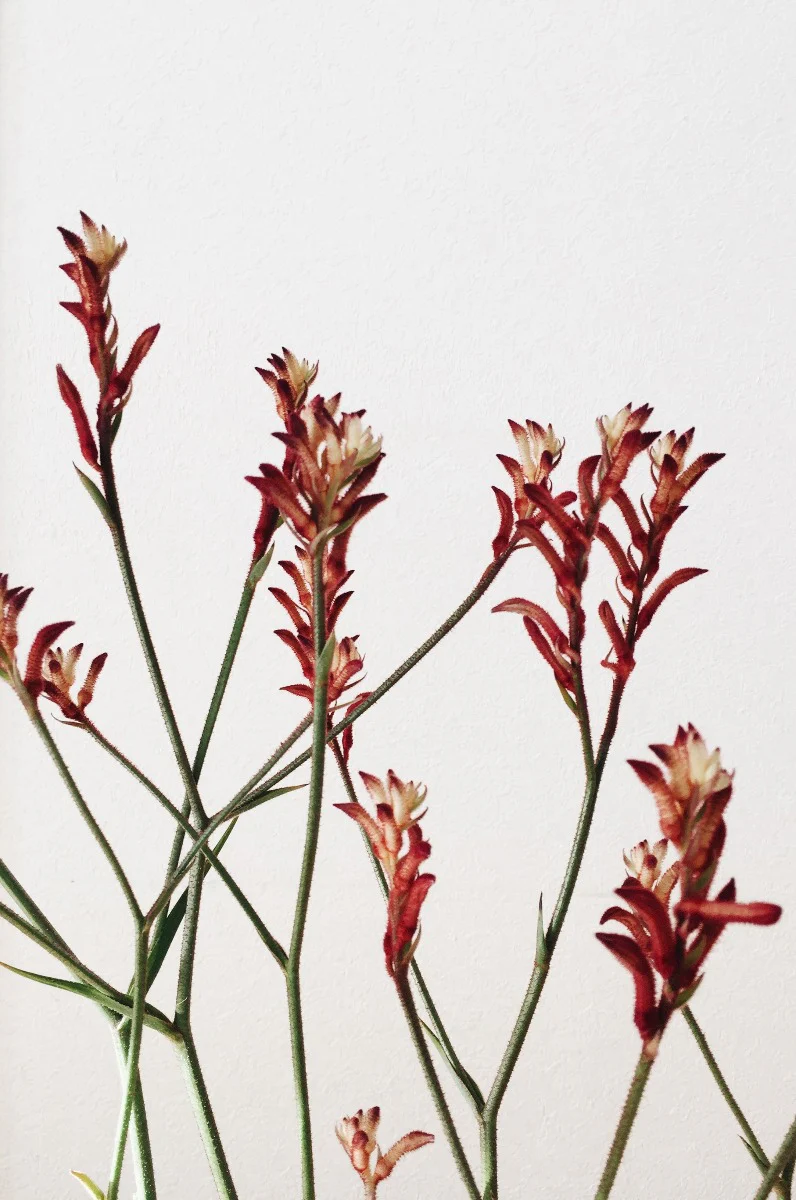 Abstract Botanical N02 juliste