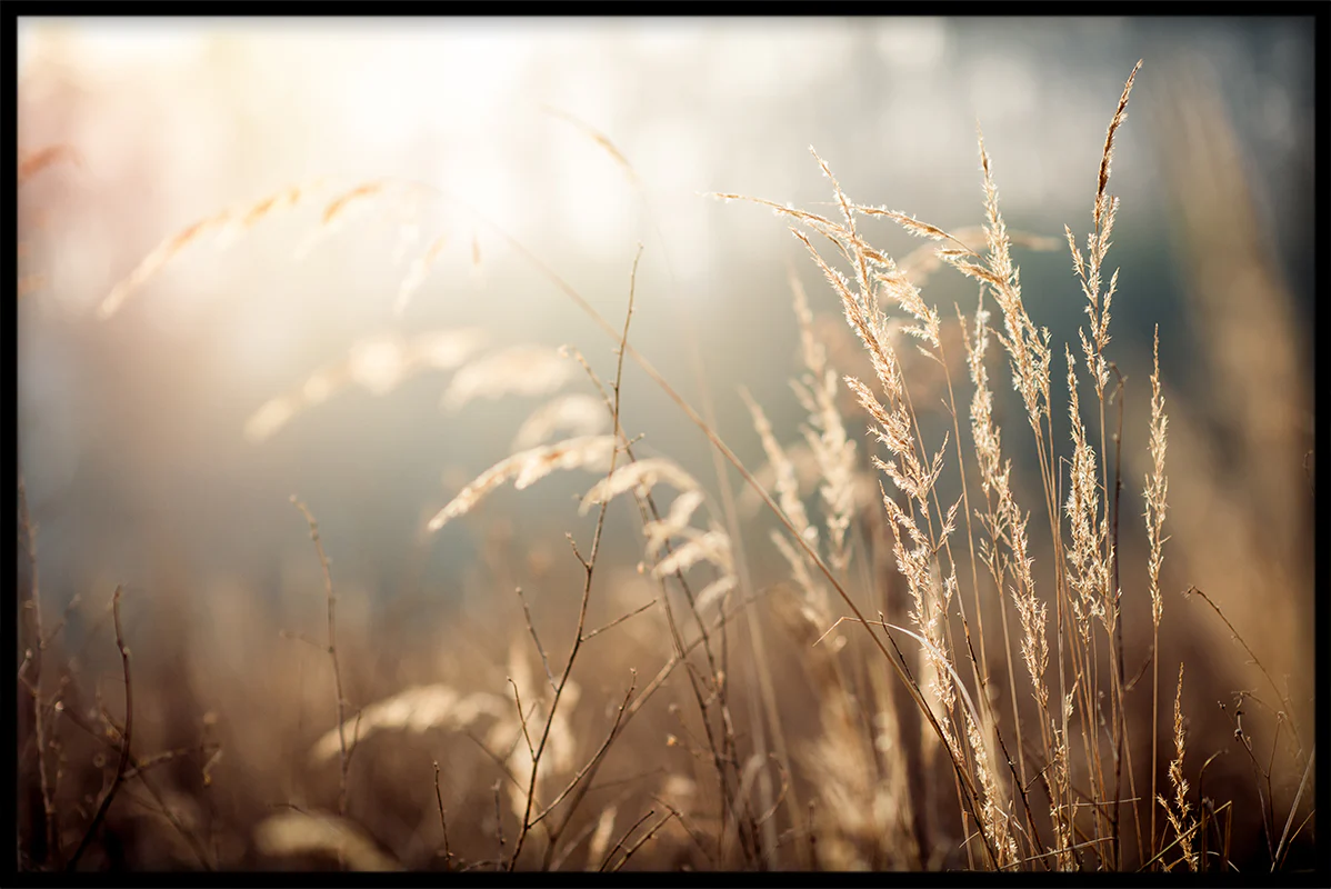 Nordic Summer juliste