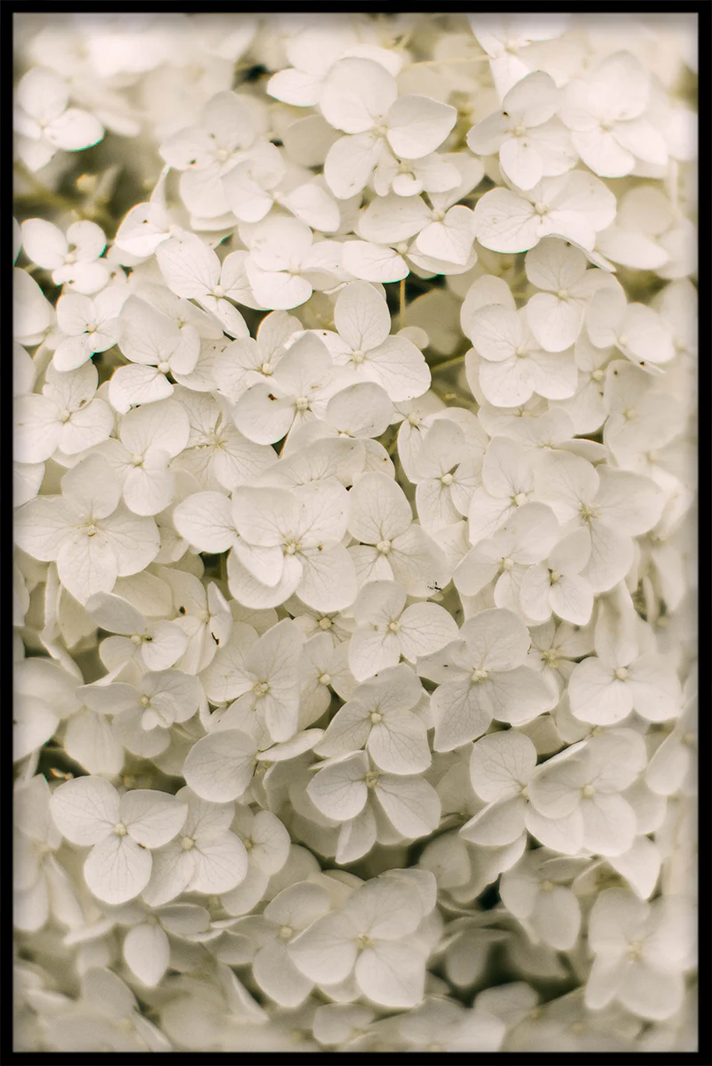 Flowermania N02 juliste