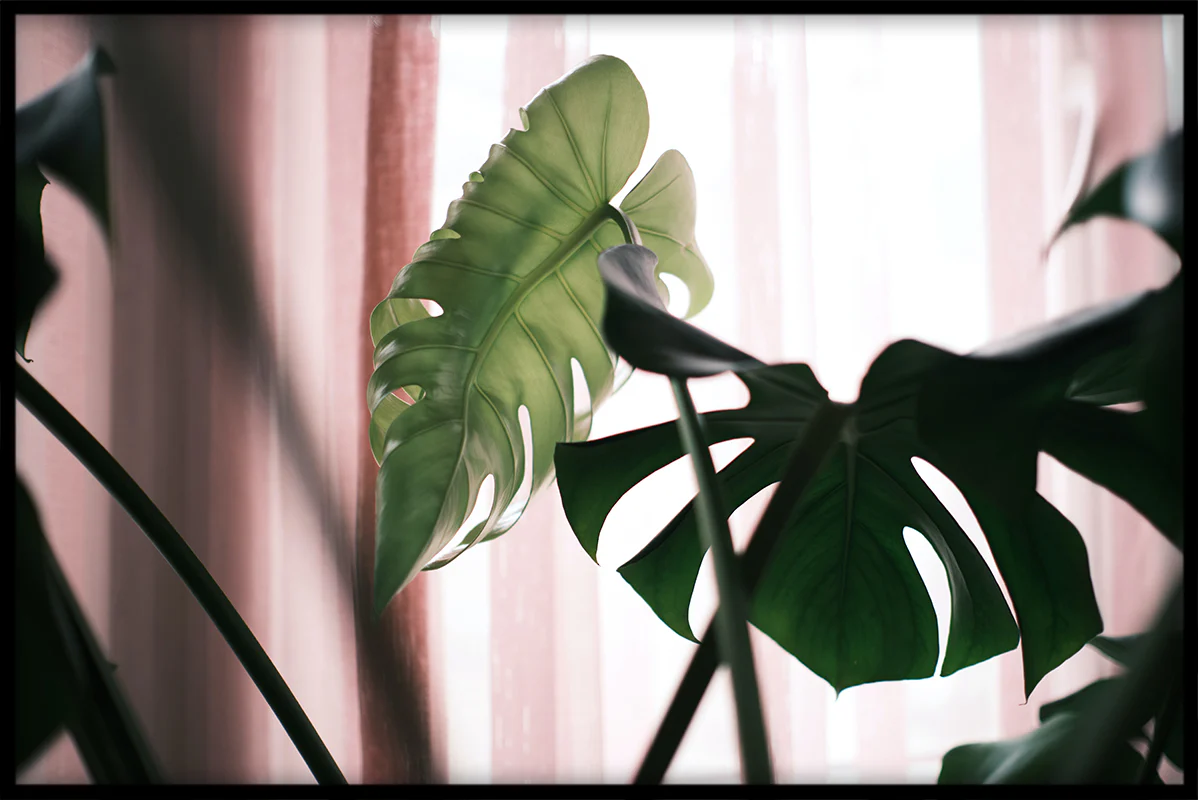 Green & Pink N02 juliste