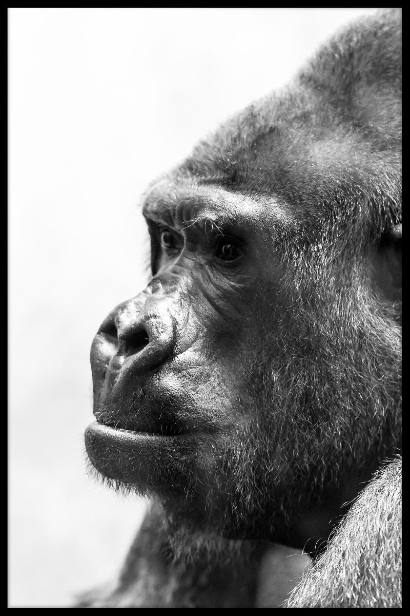Gorilla Portrait Black & White juliste