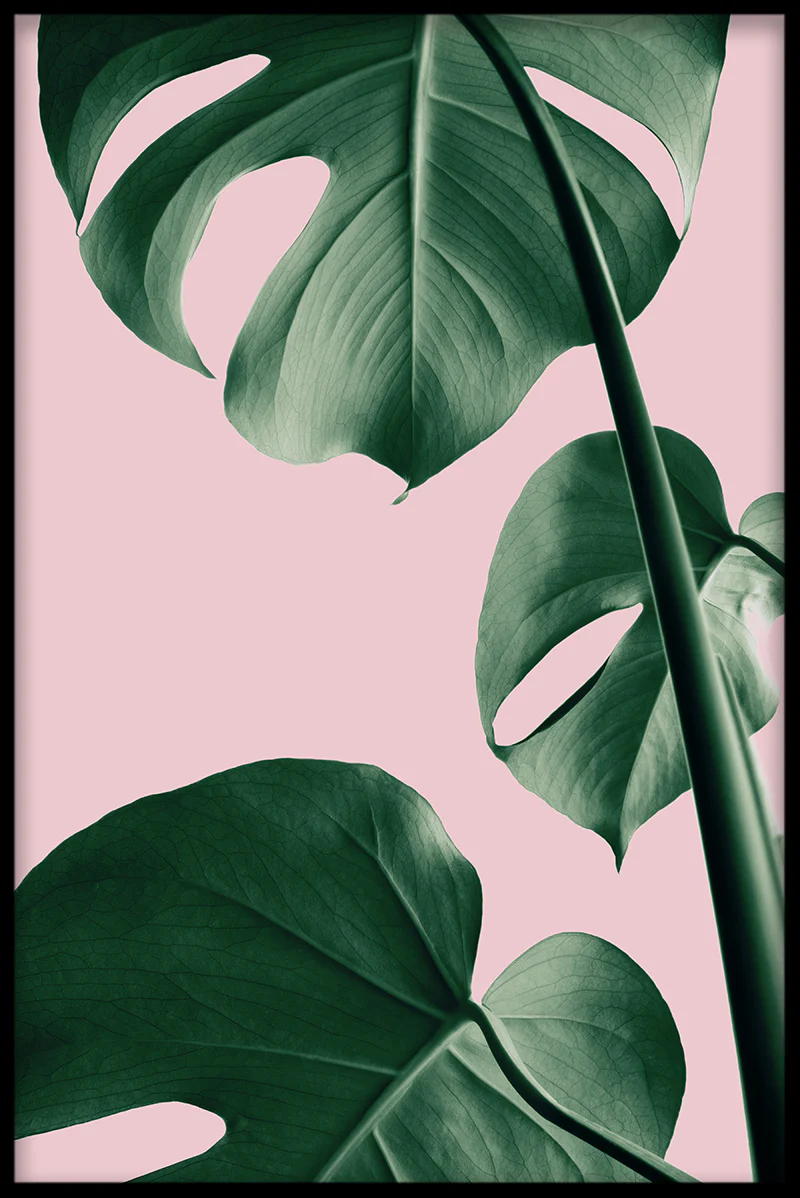 Pink Monstera N03 juliste