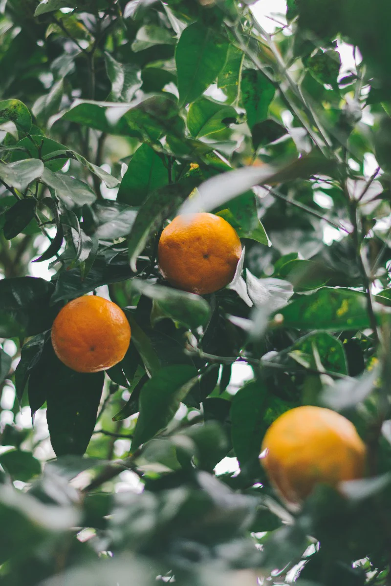 Mexico Landscapes N01 juliste