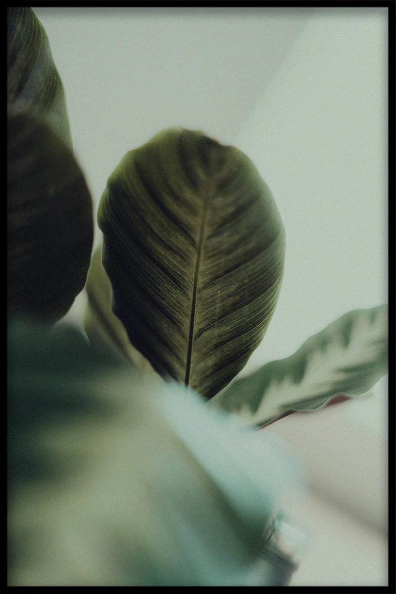 Green & Pink N04 juliste