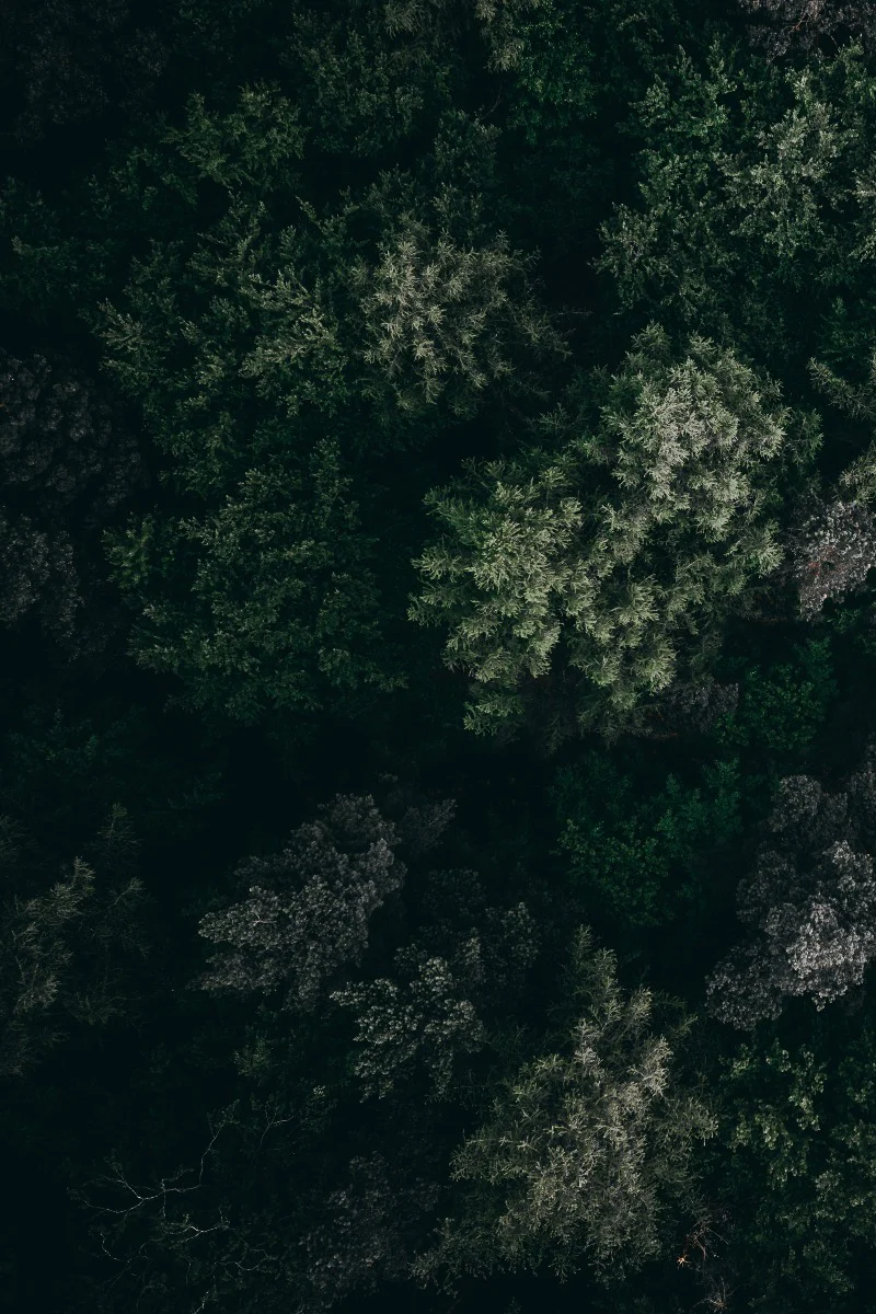 Lush Landscapes N01 juliste