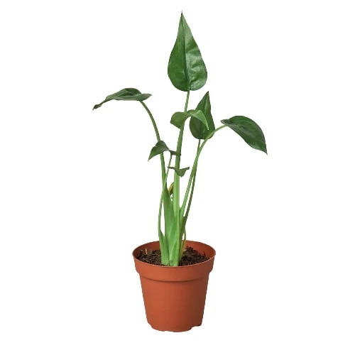Alocasia Tiny Dancer - Exotic Elegance with African Mask, Amazonica, Polly Charm