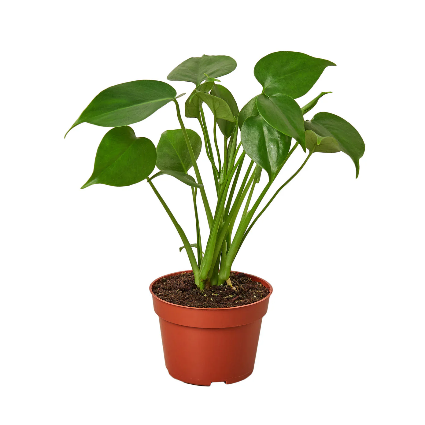 Philodendron Monstera Deliciosa Split-Leaf: Swiss Cheese Plant for Vibrant Home Decor
