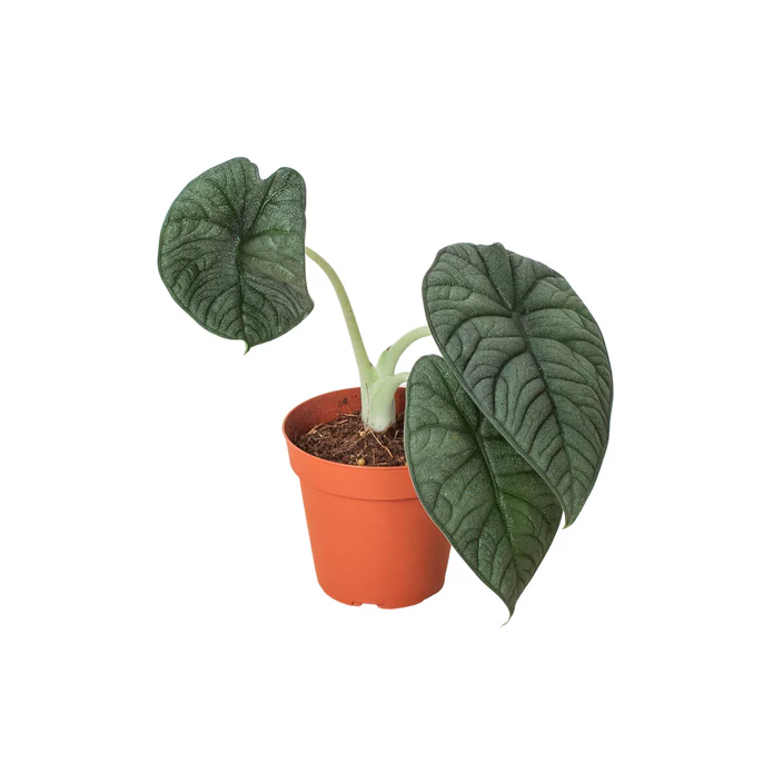 Exquisite Melo Elephant Ear - Striking Alocasia Melo for Unique Indoor Elegance