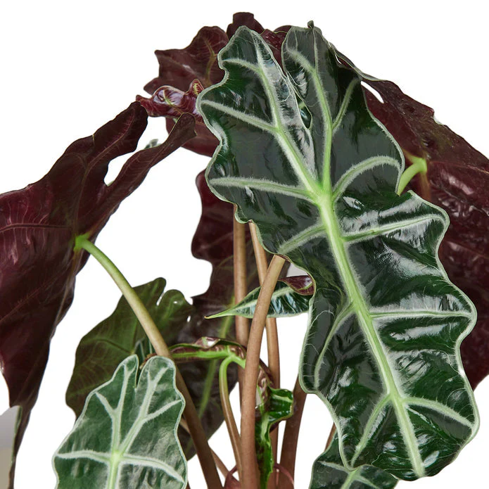 Exotic Elephant Ear Alocasia - African Mask Plant for Vibrant Indoor Decor