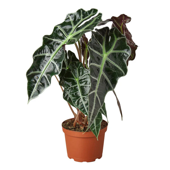 Exotic Elephant Ear Alocasia - African Mask Plant for Vibrant Indoor Decor