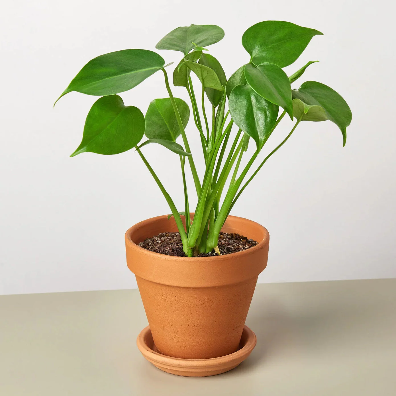 Philodendron Monstera Deliciosa Split-Leaf: Swiss Cheese Plant for Vibrant Home Decor