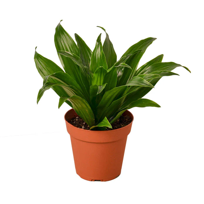 Dracaena Fragrans Janet Craig 3