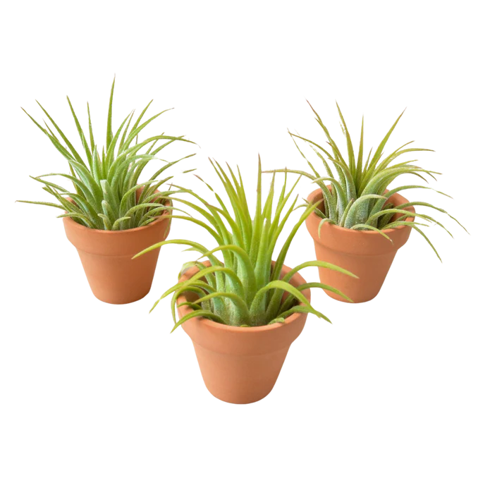 3 Ionantha Air Plants with Mini Terra Cotta Pots - Low-Maintenance Tillandsias for Home Decor