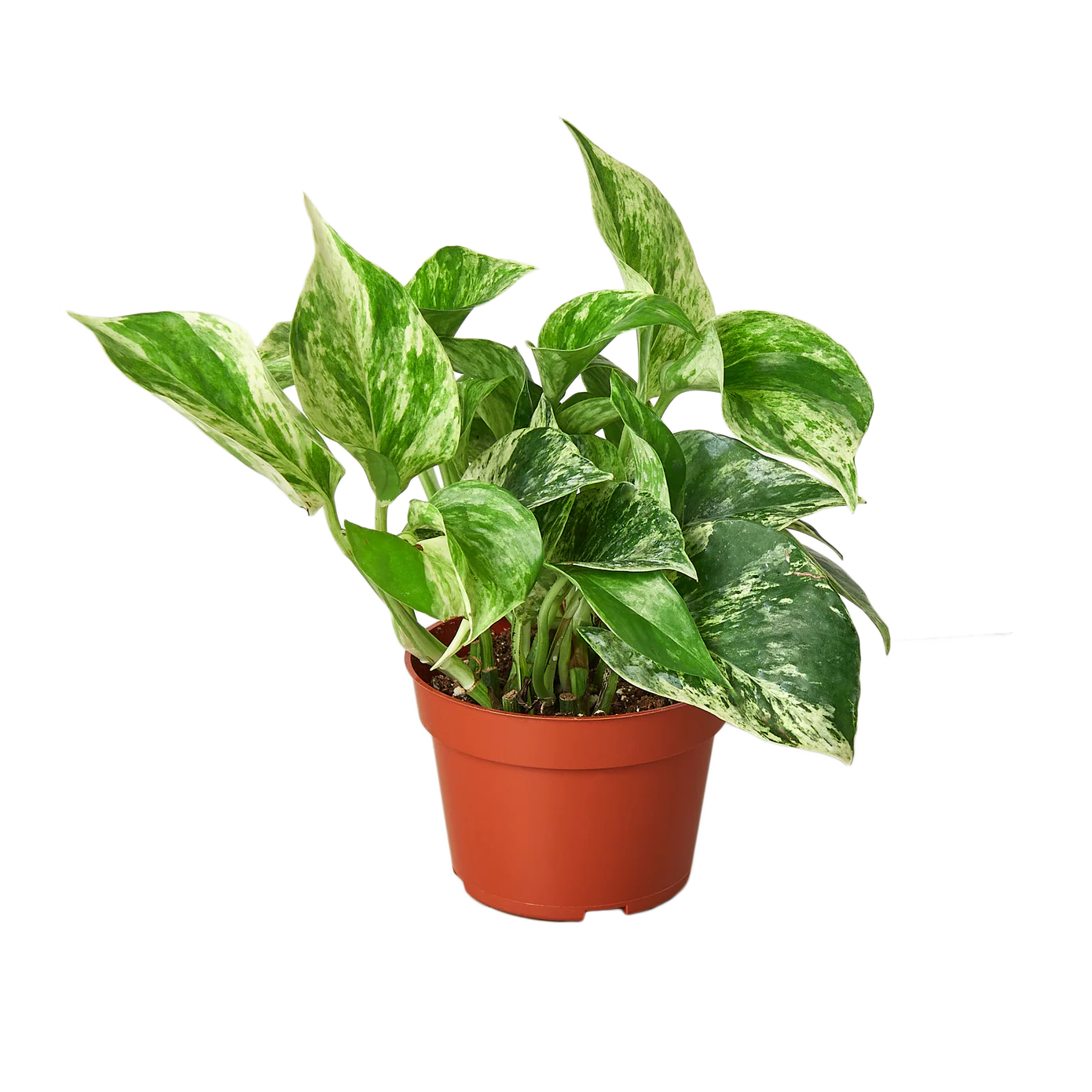 Marble Queen Variegated Pothos - Stunning White Foliage for Home Elegance