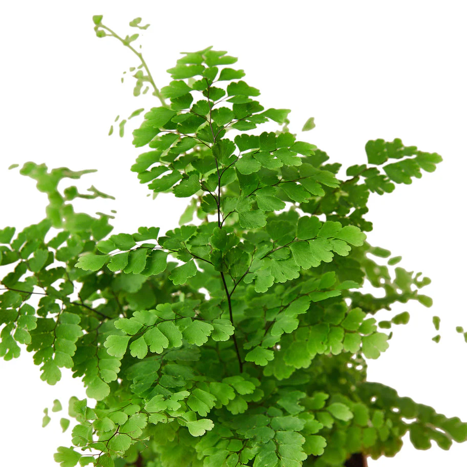 Fern Maidenhair: Lush Venus Hair Fern for Elegant Indoor Ambiance