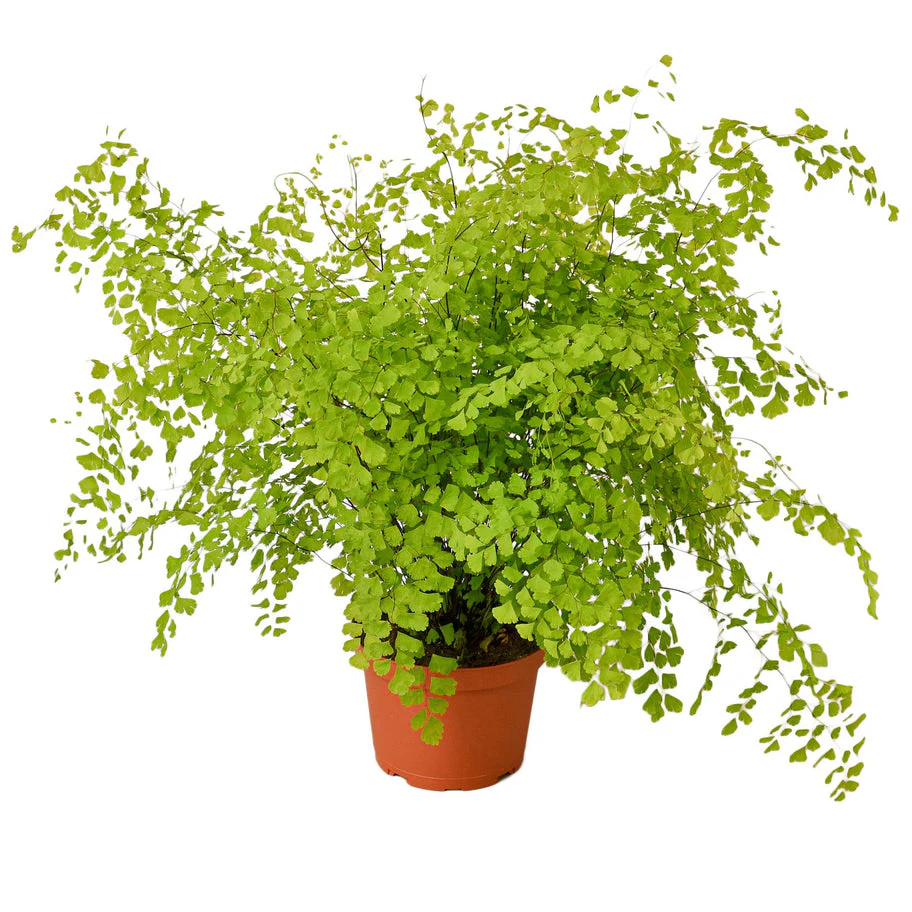 Fern Maidenhair: Lush Venus Hair Fern for Elegant Indoor Ambiance